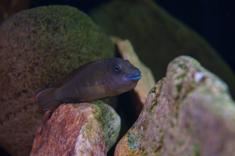 Eretmodus cyanostictus 'Kantalamba'